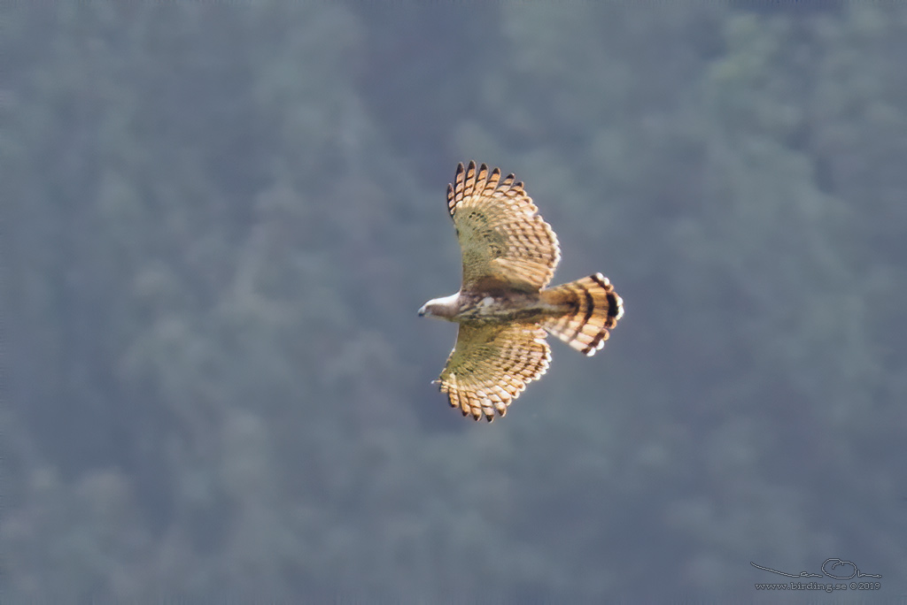 LEGGE'S HAWK-EAGLE (Nisaetus kelaarti) - Stäng / close